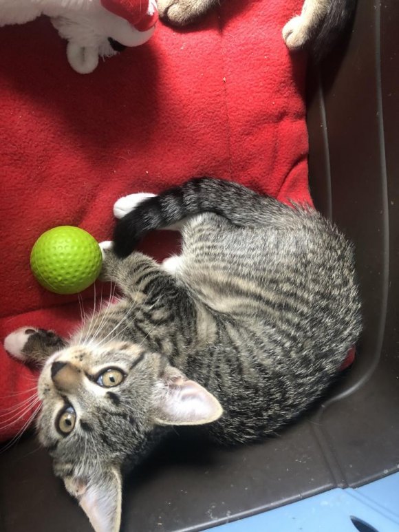 Update: Kitten Twins Find A Loving Home Update: Kitten Twins Find A Loving Home